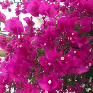 Meet your Posher, Anya